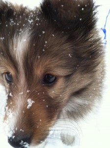 puppy in the snow