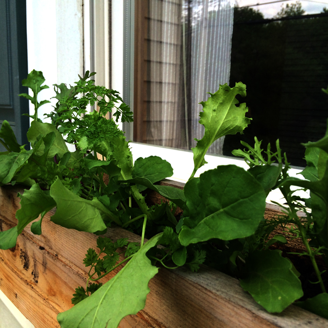 Window box and container gardening for movers and shakers. Need to be able to move your garden around? Here's your solution!
